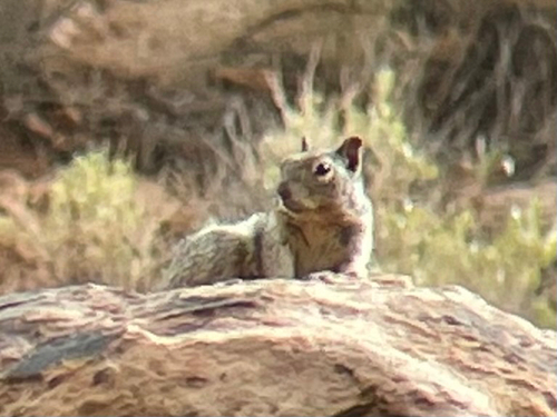Rock Squirrel