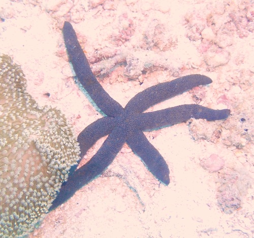 Echinaster luzonicus observed 2026-10-24