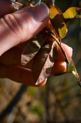 Amelanchier × intermedia