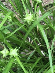 Carex grayi