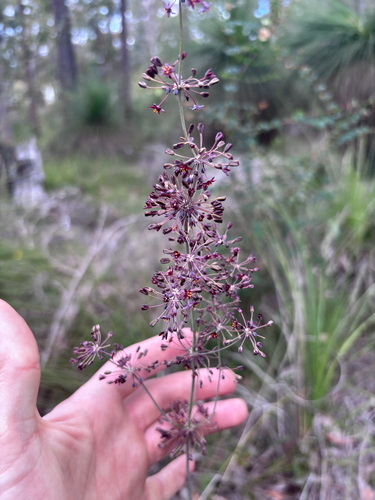 Lomandra observed 2026-10-26
