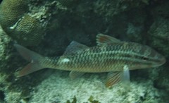 Parupeneus rubescens