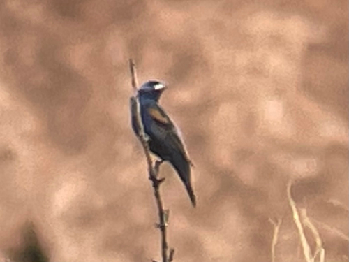 Blue Grosbeak
