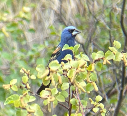 Blue Grosbeak
