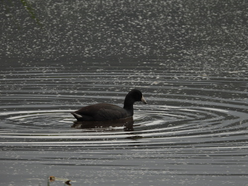 Gallareta americana