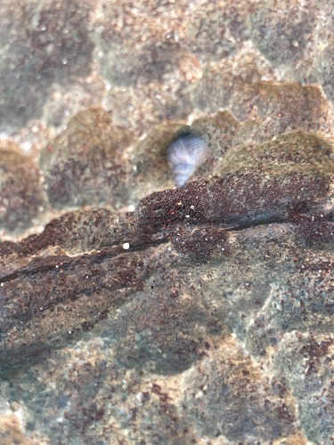 Littorina pintado observed 2026-10-25