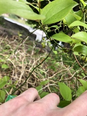 Smilax rotundifolia