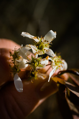 Amelanchier × intermedia
