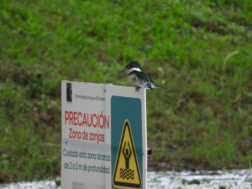 Martín Pescador Verde