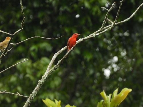 Piranga Roja