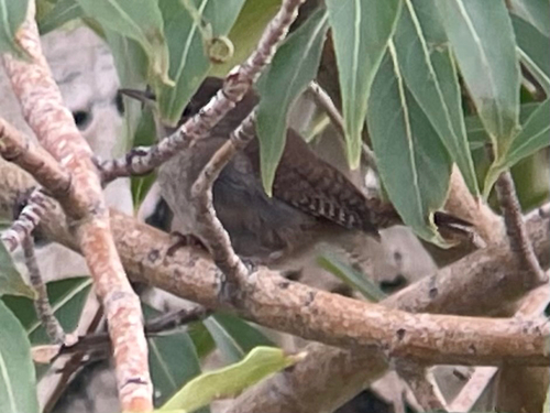Northern House Wren
