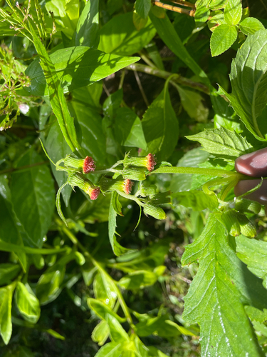 Crassocephalum crepidioides observed 2026-10-25