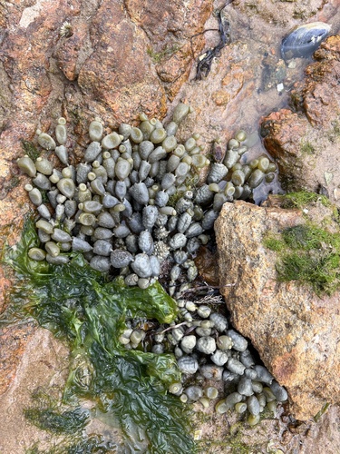 Hormosira banksii observed 2026-10-26