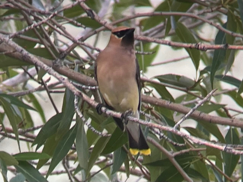 Cedar Waxwing