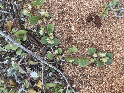 Alternanthera observed 2026-10-25