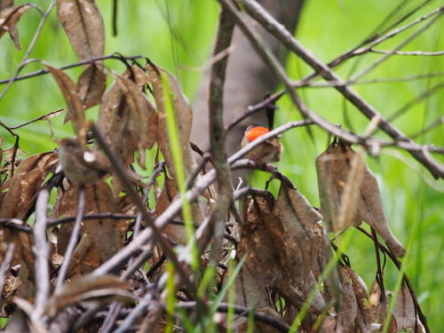 Malurus melanocephalus observed 2026-10-26
