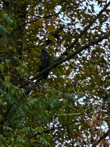 Great Horned Owl