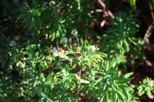 Pseudognaphalium biolettii, 2026-10-24
