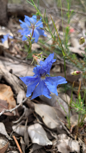 Leschenaultia biloba observed 2026-10-26