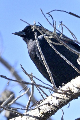 Red-winged Blackbird