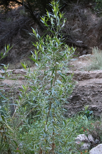 Mule Fat