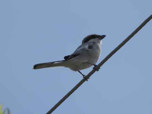 Loggerhead Shrike