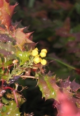 Berberis pinnata