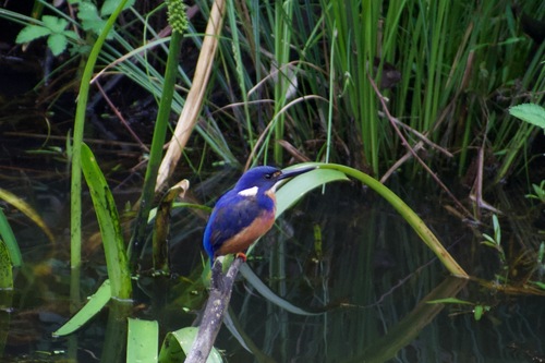 Ceyx azureus observed 2026-10-26