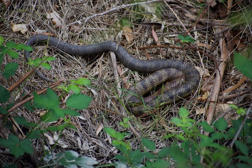 Notechis scutatus, 2026-10-26