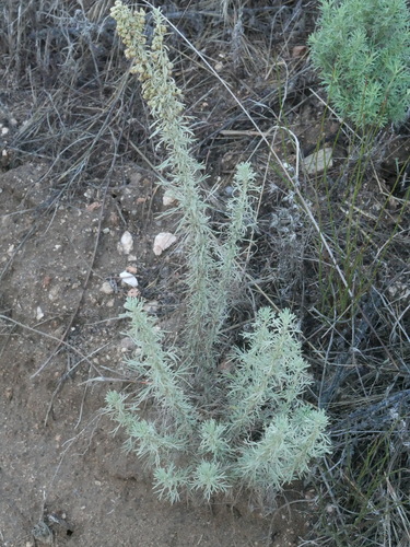 Artemisia californica, 2026-10-24