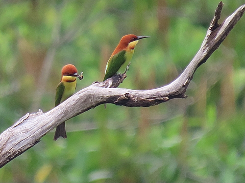 Merops leschenaulti observed 2026-10-25