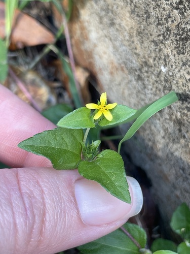 Calyptocarpus vialis observed 2026-10-25