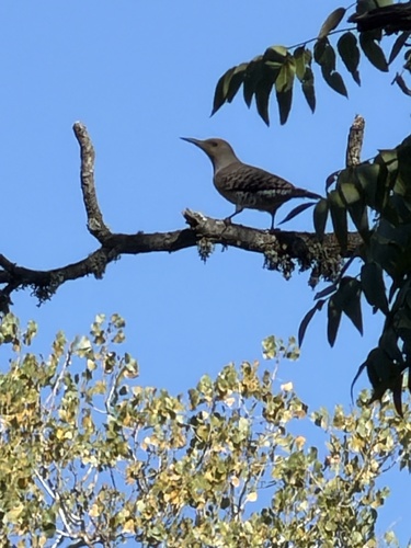 Northern Flicker
