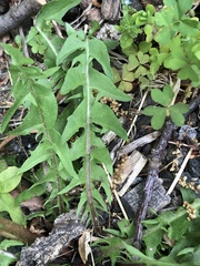 Taraxacum officinale