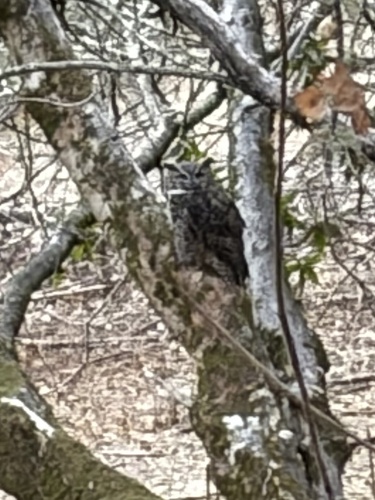 Great Horned Owl