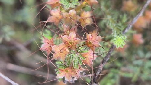 Calytrix, 2026-10-26