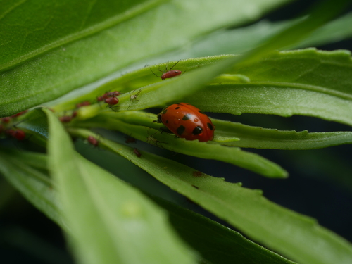 Convergent Lady Beetle