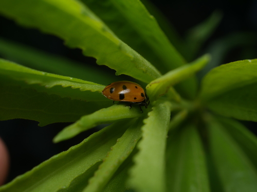 Convergent Lady Beetle