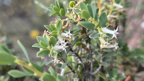 Brachyloma daphnoides observed 2026-10-26