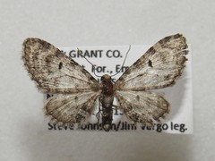 Eupithecia subcolorata