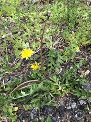 Taraxacum officinale
