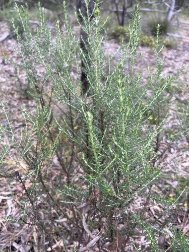 Olearia ramulosa, 2026-10-26