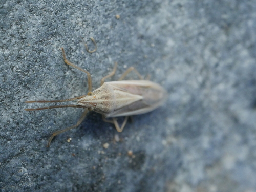 Mecidea prolixa