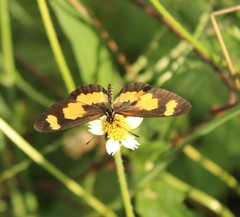 Acraea cabira