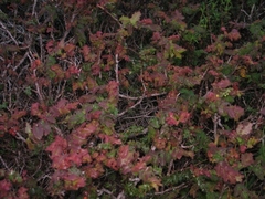Berberis pinnata
