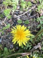 Taraxacum officinale