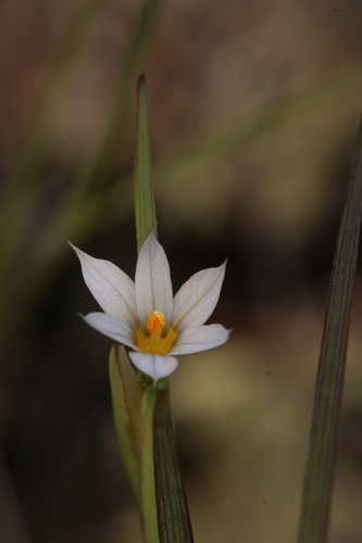 Sisyrinchium groenlandicum
