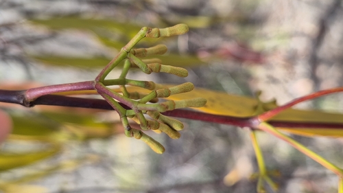 Amyema miquelii observed 2026-10-26
