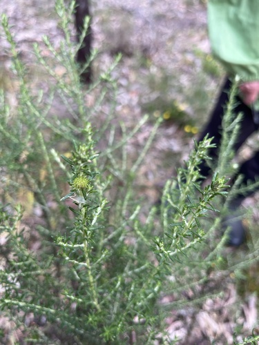 Olearia ramulosa, 2026-10-26