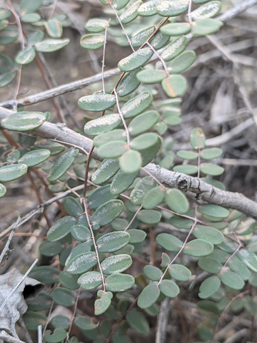 Pellaea andromedifolia, 2026-10-25
